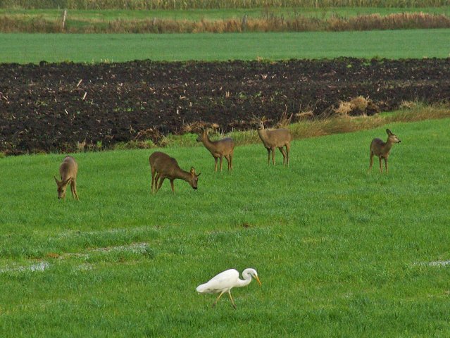 Reiher u. Rehe